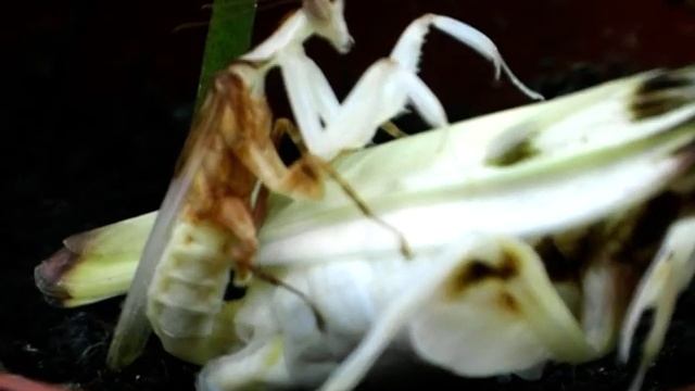 hymenopus mating macro смотреть онлайн