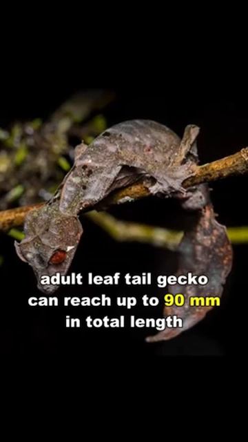 Leaf Tailed Gecko | Master Of Camouflage #shorts #ytshorts смотреть онлайн