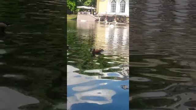 Патриаршие пруды.26/05 смотреть онлайн