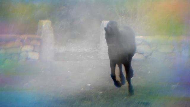 Клип фризская порода смотреть онлайн