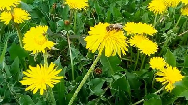Одуванчики Футаж смотреть онлайн