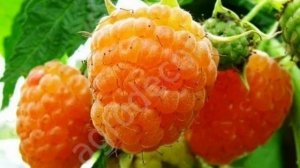 Малина ремонтантная Абрикосовая