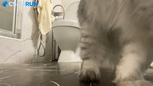 С таким котом не постримишь смотреть онлайн