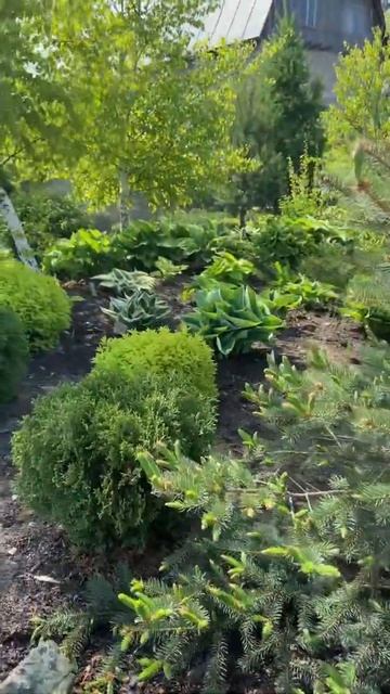 Сад хост весна 2021(Hosta garden)Хоста Хоста в саду Хоста весной смотреть онлайн
