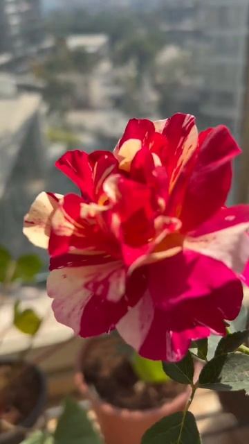 Multi Colour Roses #roses #gardening #balconygarden #plants смотреть онлайн