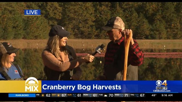 Cranberry bog tours now open in southeastern Massachusetts смотреть онлайн