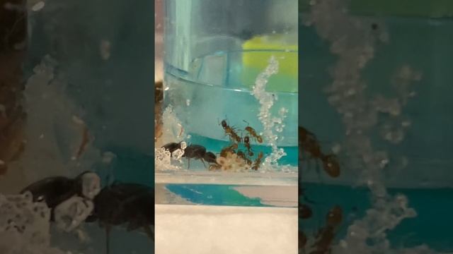 Possibly Tetramorium Impurum смотреть онлайн
