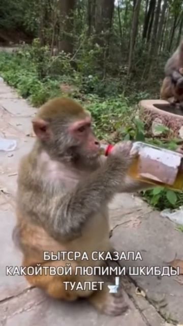 #подпишись #кабан #kaban #майнкрафт #пжрек #муха #karting #аркана #выбери #стендофф2 смотреть онлайн