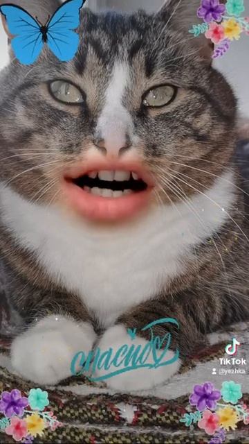 Cat Стой-стой #топ кошка не перелистывай. смотреть онлайн