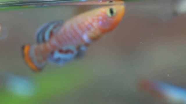 killifish nothobranchius rachovii смотреть онлайн
