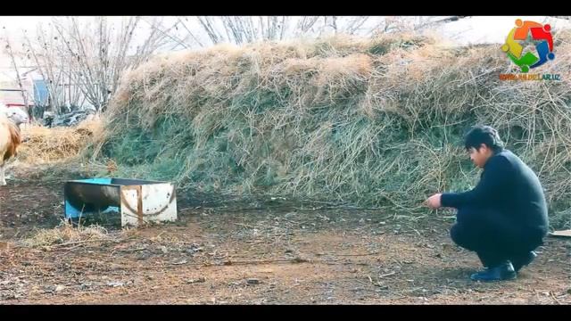 Қой сою 2016 прикол смотреть онлайн