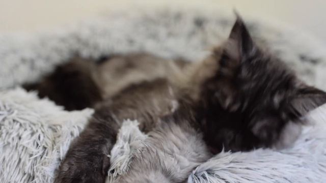 How Much Does a Maine Coon Kitten COST? смотреть онлайн