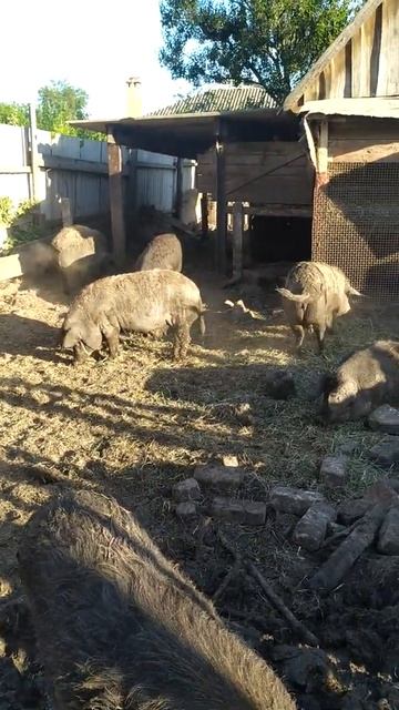 Начал добавлять бмвд для свиноматок,видео позже ещё не понял,а они себя начали вести так! смотреть онлайн