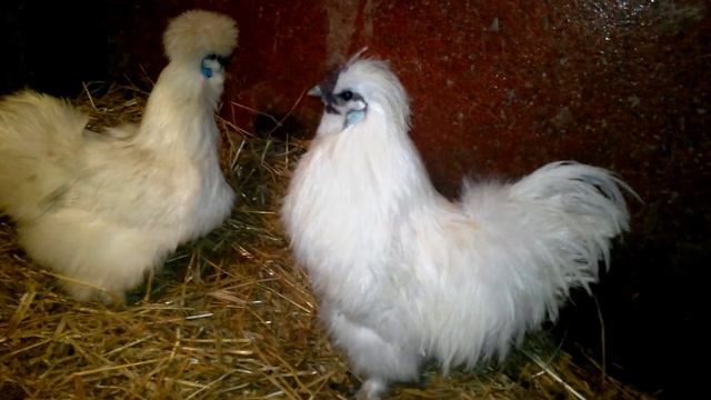 Китайские курочки смотреть онлайн