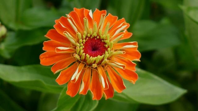 ZINNIA FLOWERS - ERNESTO CORTAZAR - Grande-Ay Amor Ya No Me Quieras Tanto-Contigo-El Dia смотреть онлайн