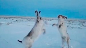 Зайцы устроили драку за самку и попали в объектив фотоловушки в Костанайской области Казахстана