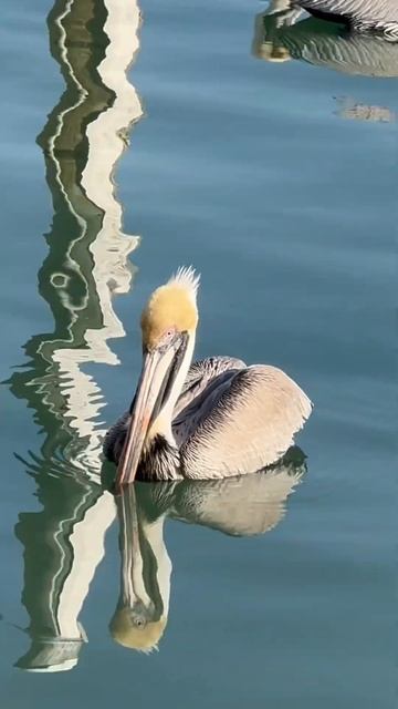Pelicans sleeping #islands #beaches #yt #bird #birdwatching #birds #palmbeach #beachlife #fishing смотреть онлайн