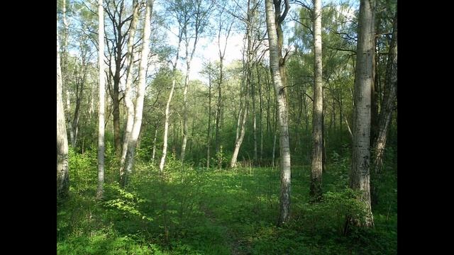 Атмосфера дневного леса смотреть онлайн