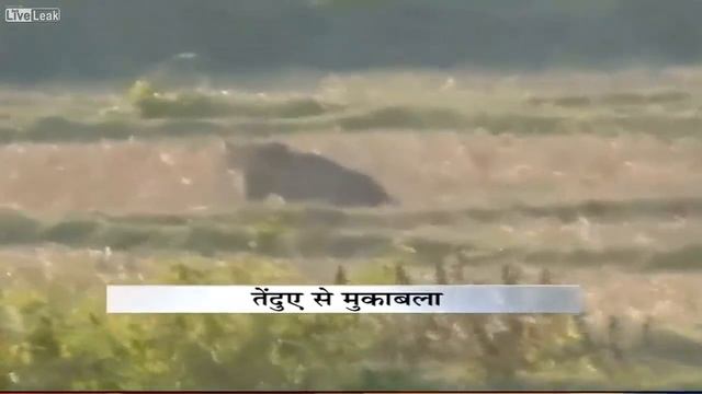 Leopard attacks farm workers in West Bengal, India смотреть онлайн