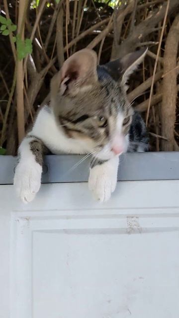 Смешной котенок с большими ушами 😹 Funny kitten with big ears 🐈 Kucing lucu 猫 Gato gracioso 面白い猫 смотреть онлайн
