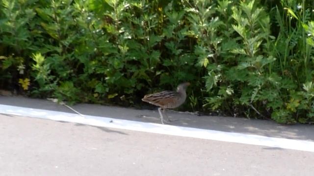 Коростель на асфальте | Corncrake [Crex crex] смотреть онлайн