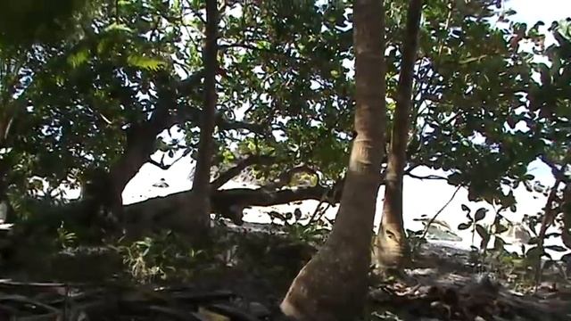 Сахарный тростник и чёрный чай....