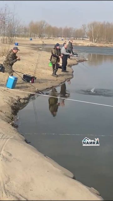 Утренние поимки на открытой воде. РК «Чайка». смотреть онлайн