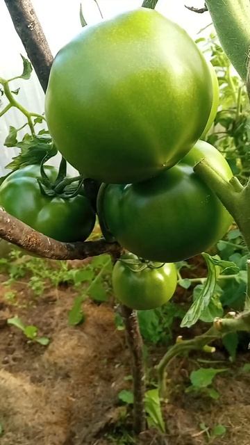 томат чио чио сан смотреть онлайн