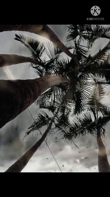 Different View of Birds and Coconut🥥🥥🥥 Trees🌴🌴 смотреть онлайн