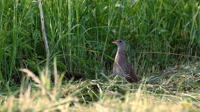 Коростель - CORNCRAKE (Crex crex) смотреть онлайн