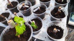 Укоренение винограда, в какой момент высаживать черенок в стакан и другие вопросы