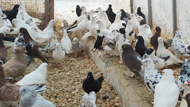 5.03.2025г Голуби Александра на продажу👍 смотреть онлайн