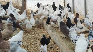 5.03.2025г Голуби Александра на продажу👍