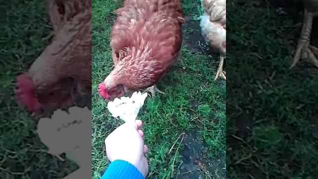 Как правильно кормить куриц