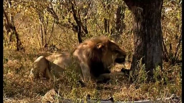 Walking with Series [1999 - 2003] - African Lion Screen Time смотреть онлайн