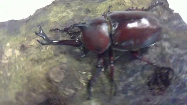 HD Allomyrina dichotomus tsunobosonus from Kingdom of Beetle Taiwan (origin :Taiwan).MP4 смотреть онлайн