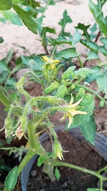 Цветение Помидоров без Пикировки смотреть онлайн