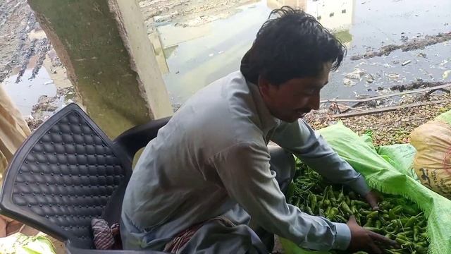 Hari Mirch ki mukhtalif iqsam | Chilli wholesale prices | Pakistan Hyderabad sabzi mandi смотреть онлайн