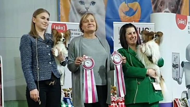 02.03.2025, СПб. Клуб "Нордвест-1" (РКФ, РФЛС). Моно ПАПИЙОН смотреть онлайн