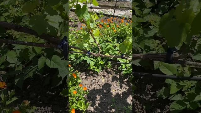 Календула! Или ноготки! Замечательное растение! смотреть онлайн