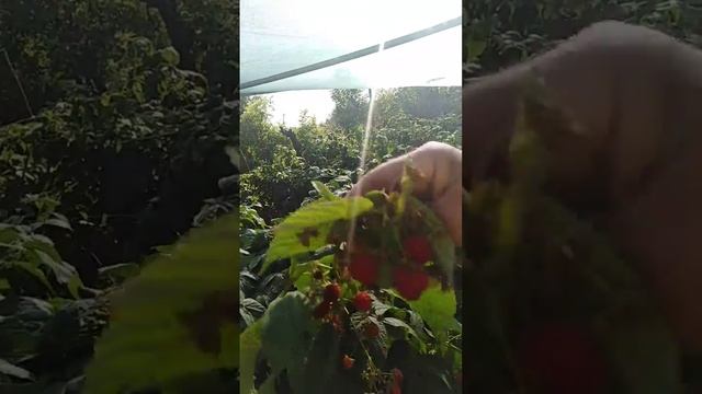 малина урожай смотреть онлайн