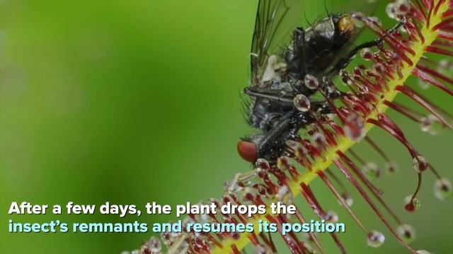Facts About Carnivorous Plants смотреть онлайн