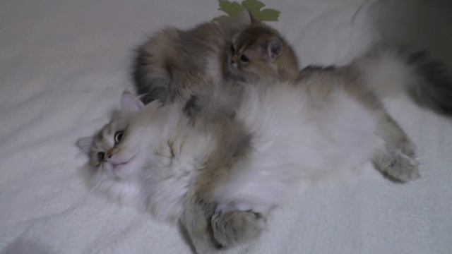 Кто есть кто в питомнике кошечка Оля Касина младшая дочка смотреть онлайн