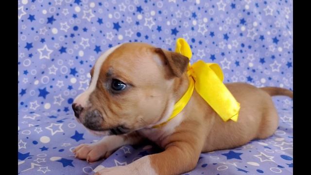 Щенок жёлтая лента смотреть онлайн