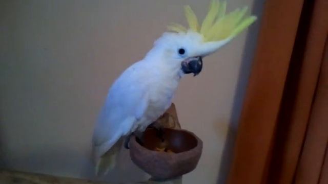 Kakadu žltolící - Video Www.papagaj-shop.sk