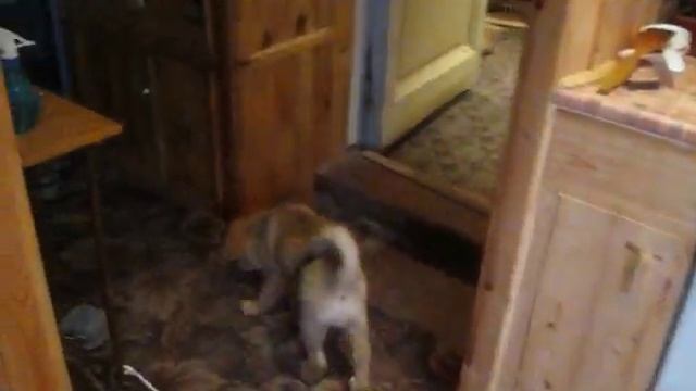 щекок пробует капусту смотреть онлайн