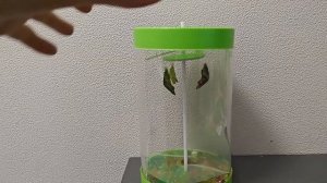 ВЫРАСТИЛА ТРОПИЧЕСКИХ БАБОЧЕК. Купила ферму на Ozon