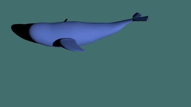 short whale animation (blender). смотреть онлайн