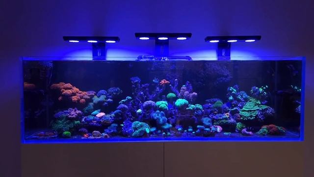 MICMOL - THOR PRO 180 BLUE смотреть онлайн