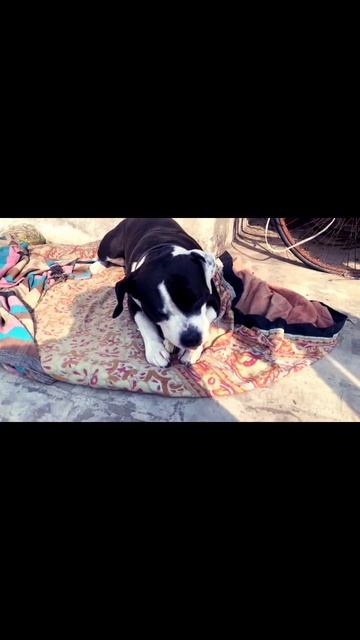 How To Make Your Dog's Head Bigger? #dog #dogslover #pitbulldog смотреть онлайн